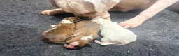 Boxer dogs for sale: Female Boxer Puppies  in Wellingborough - Advert 9