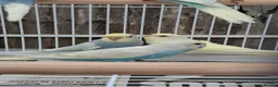 Budgerigars birds for sale: Budgies for sale Birmingham  - Advert 27