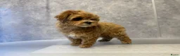 Maltipoo dogs for sale: Unique Asian Maltipoo puppies.DNA tested parents. - Advert 4