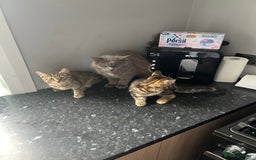 Maine Coon cats for sale: Two Gorgeous Maine Coon Cross Kittens for Sale - Image 1