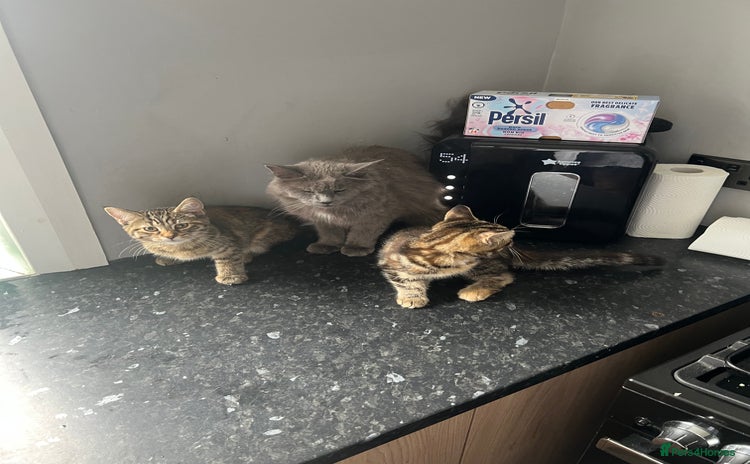 Maine Coon cats - Advert 1