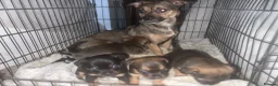Patterjack dogs for sale: 2 gorgeous male patterjack puppies - Advert 1