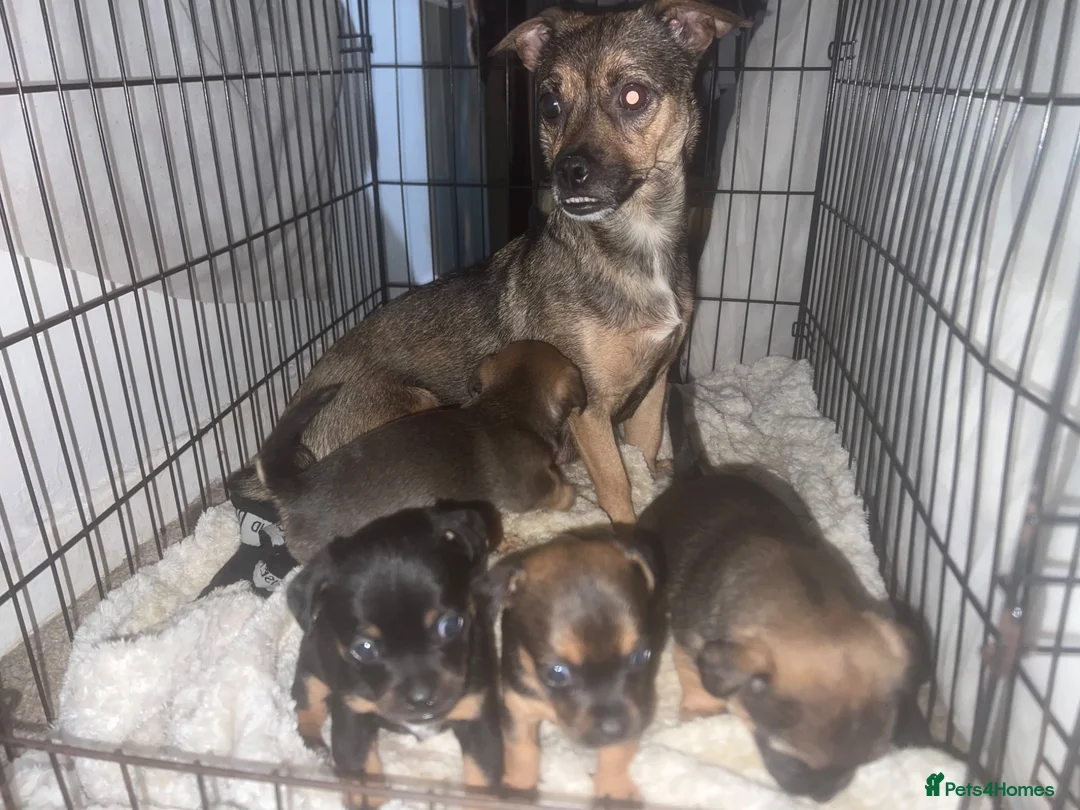 Patterjack dogs for sale: 2 gorgeous male patterjack puppies - Advert 1