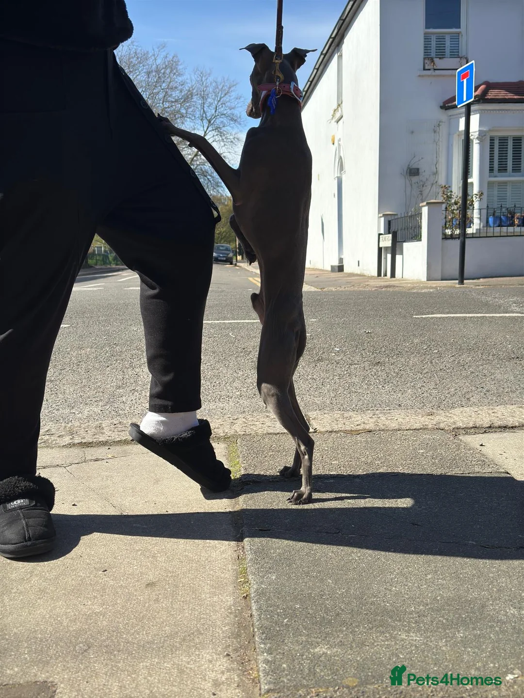 Italian Greyhound dogs for stud: Proven handsome blue Italian greyhound  in London - Advert 7