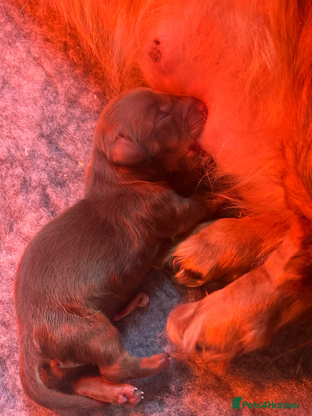 Miniature Dachshund dogs for sale: Miniature Long Haired Dachshund girl  in Congleton - Advert 23