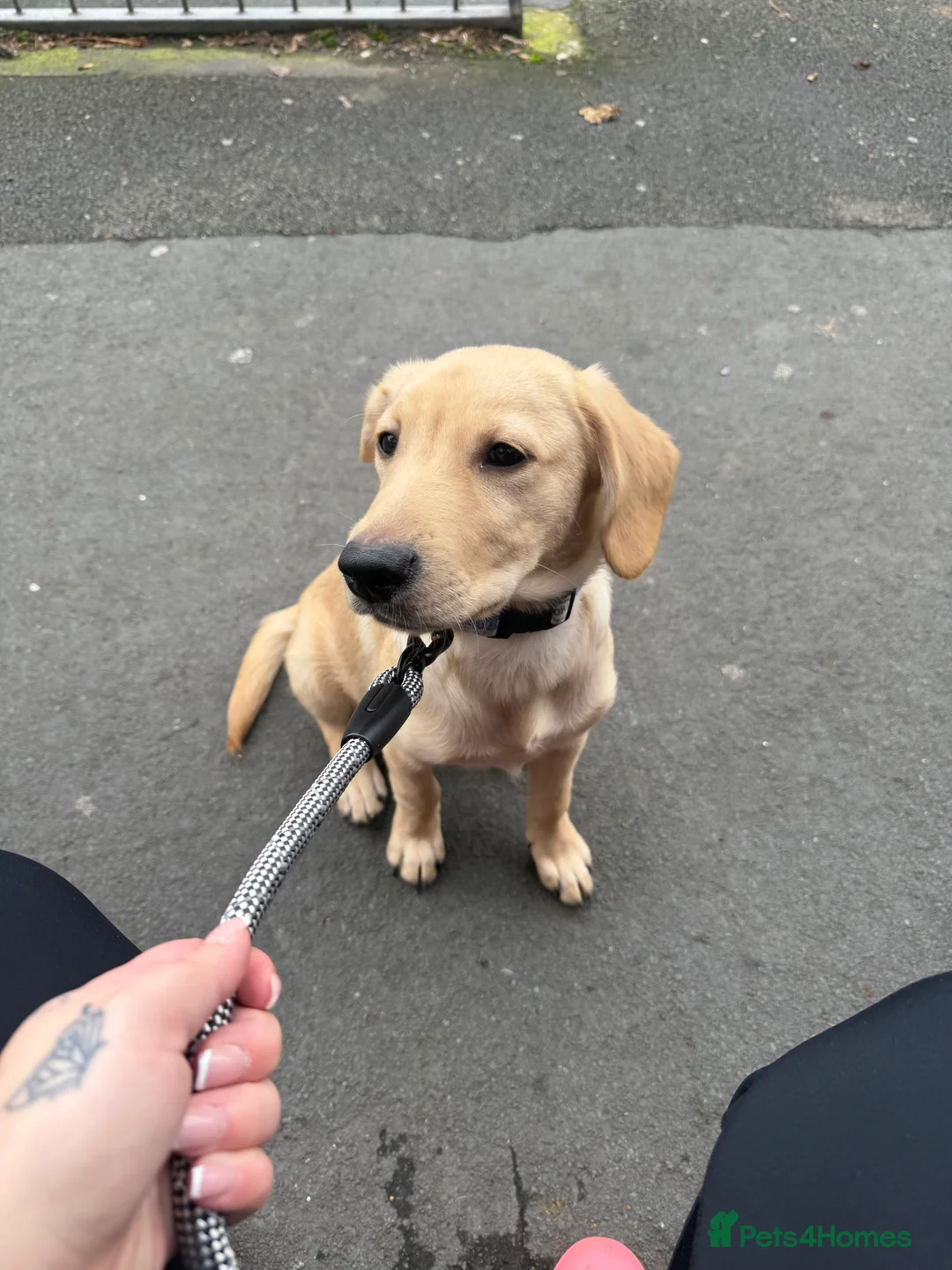 Golden Retriever dogs for sale: 6 month old golden retriever 1 boy - Advert 2