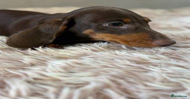 Miniature Dachshund dogs - Advert 12