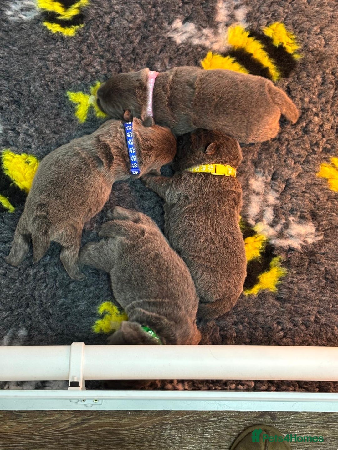 Chow Chow dogs for sale: Beautiful blue chow chow litter 💙 - Image 3