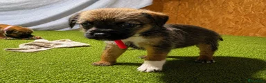 Mixed Breed 5