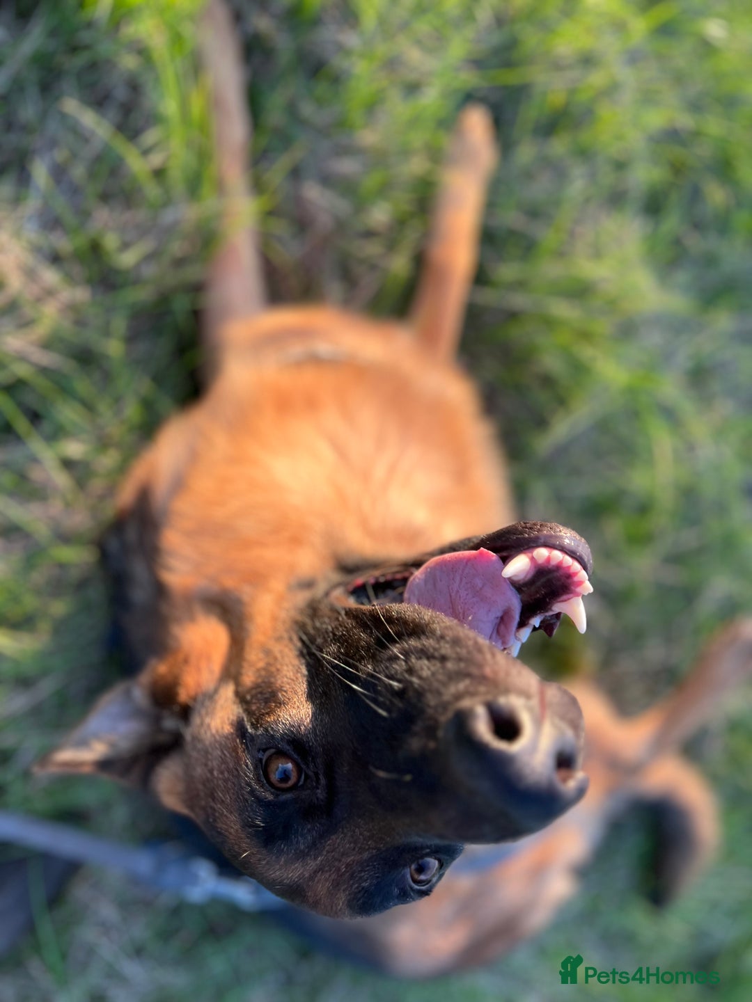 German Shepherd dogs for sale: Beautiful 1 Year Old German Shepherd For Sale - Image 4