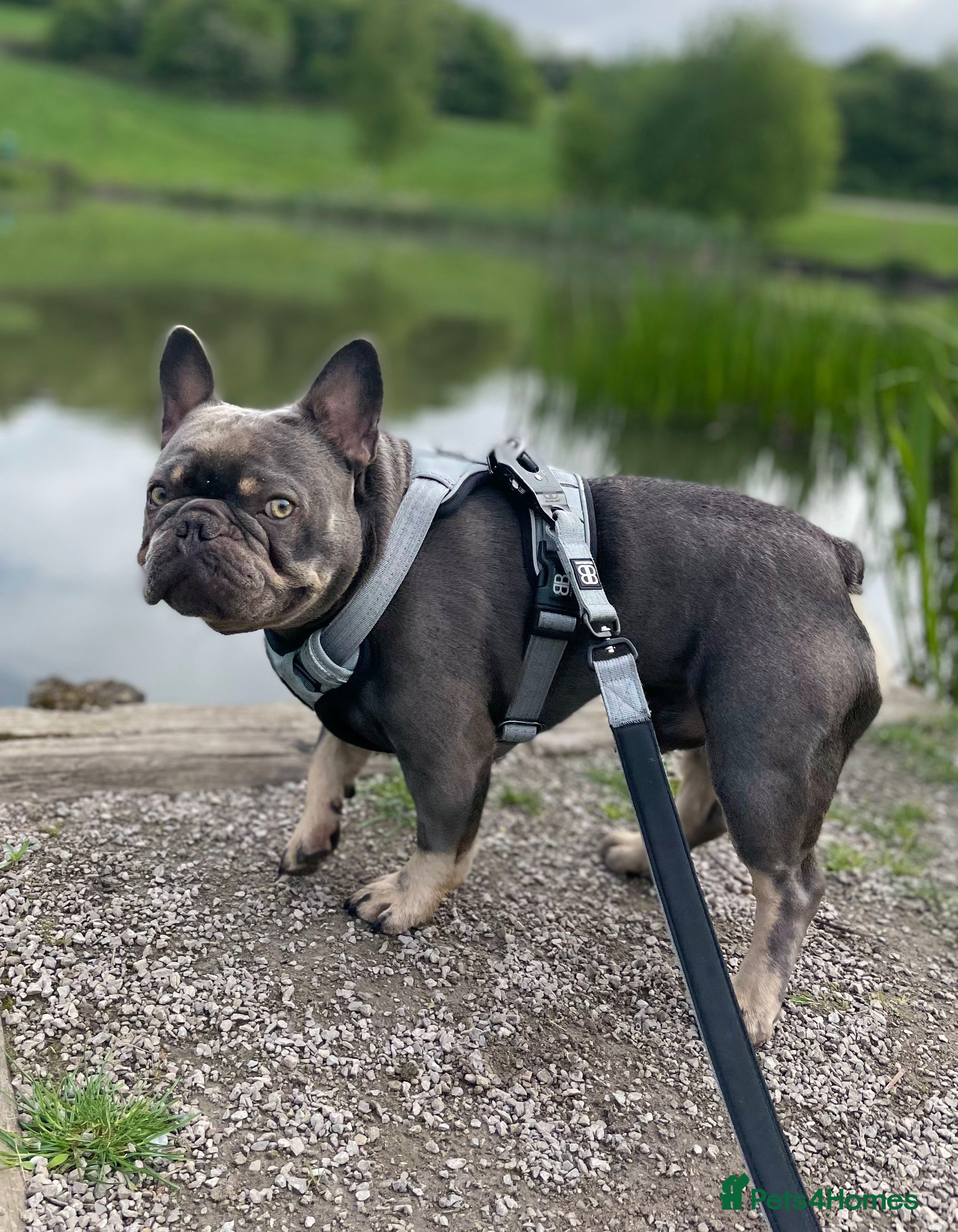 French Bulldog dogs Male French Bulldog Grey - Advert 8