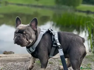 French Bulldog dogs Male French Bulldog Grey - Advert 1