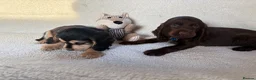 Cocker Spaniel dogs for sale: Show type cocker spaniels in Ipswich - Advert 13