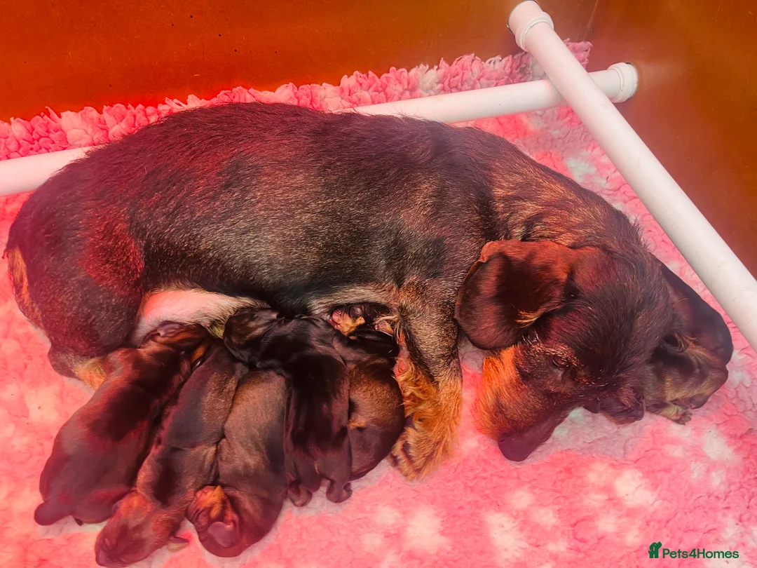 Dachshund dogs for sale: Kc registered Standard wire haired dachshund pups  - Advert 3