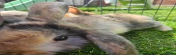Mixed Breed rabbits for sale: Lop and lion lop half brothers - bonded. - Advert 6