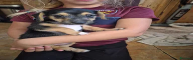 Jackshund 1