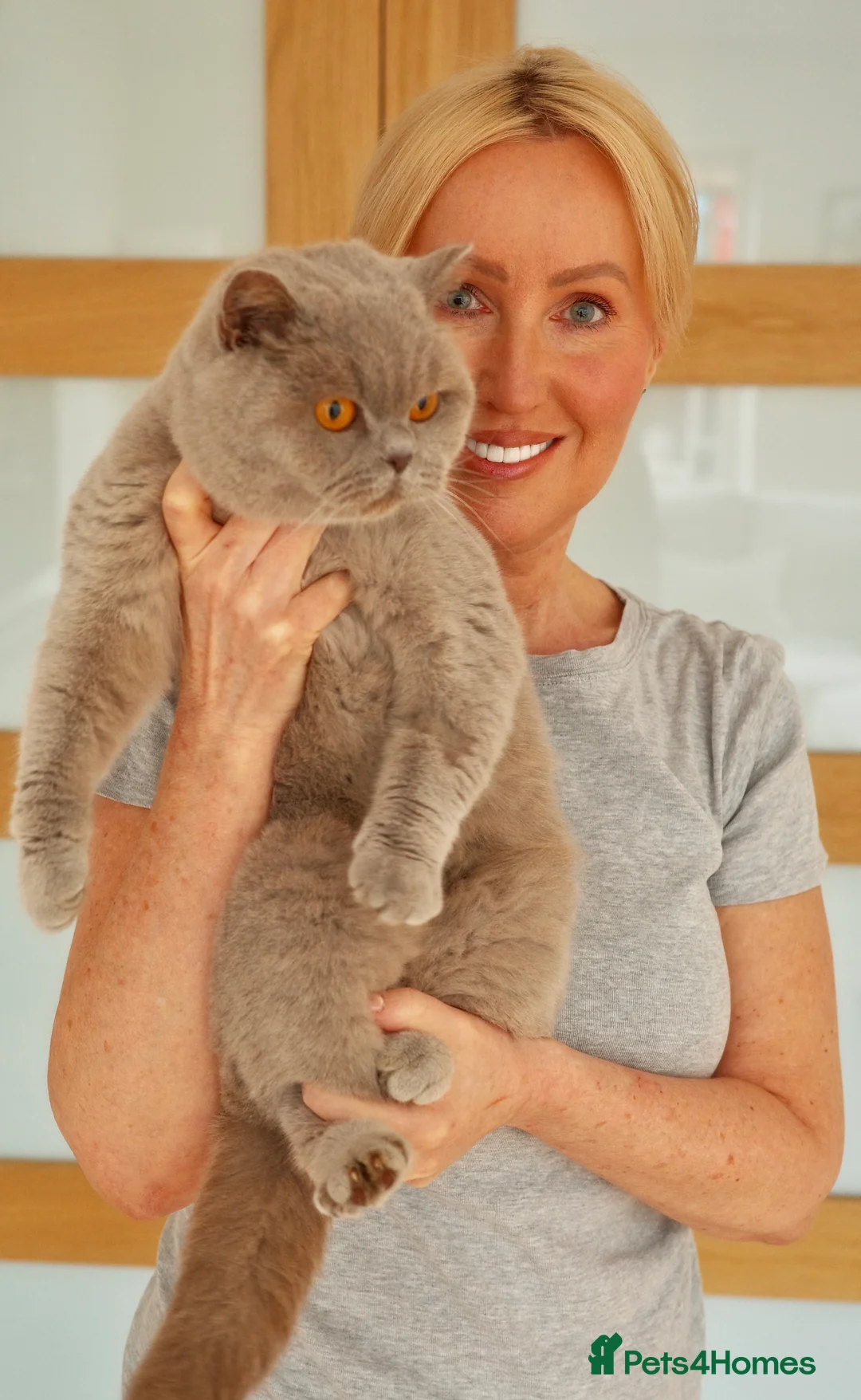 British Shorthair cats for sale: 4 BSH adults and one kitten GCCF registered  - Advert 1