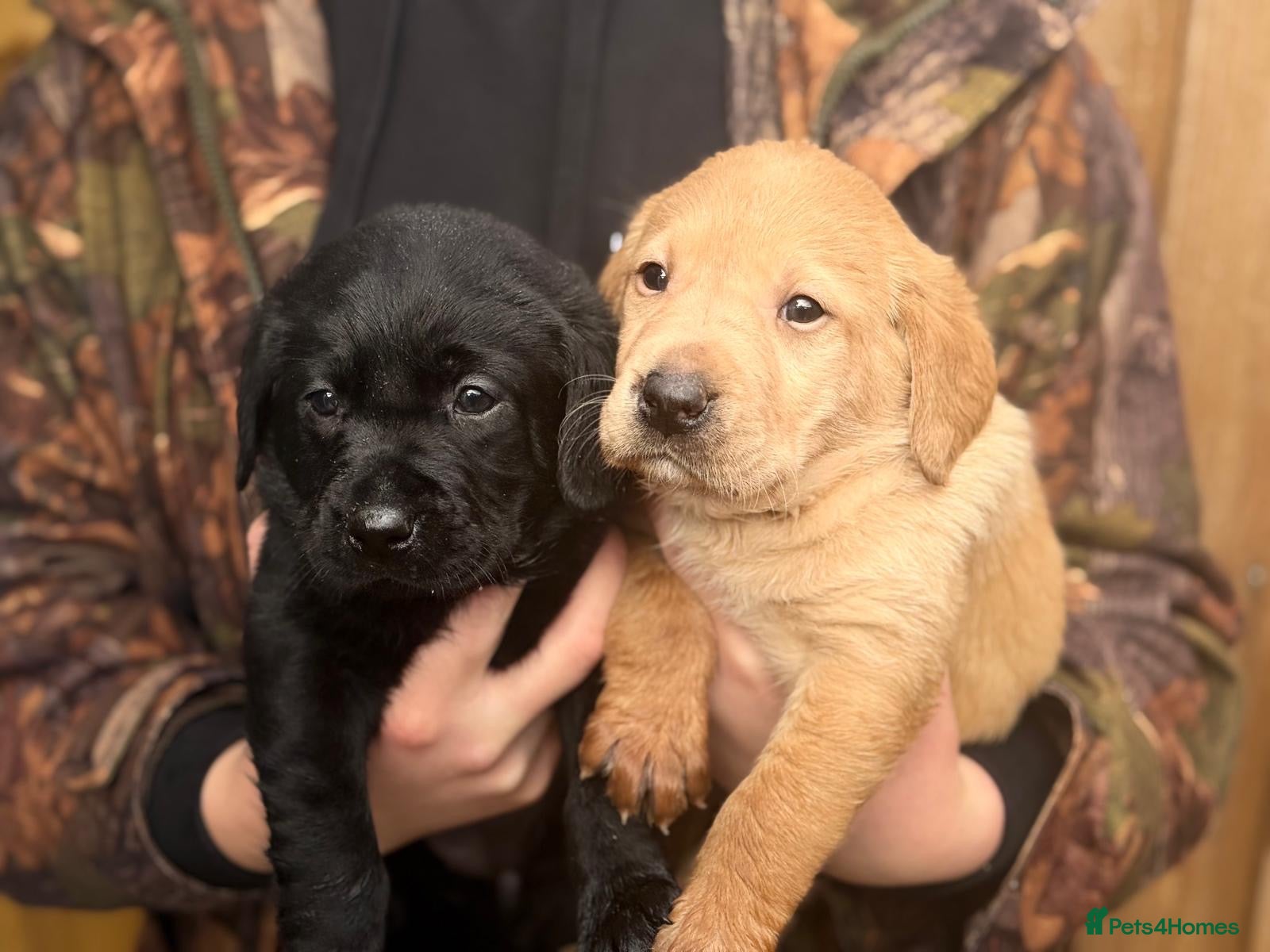 Labrador Retriever dogs Stunning Kc Registered pups.  - Advert 1
