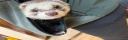 Ferret rodents for sale: Young male ferret - Advert 1