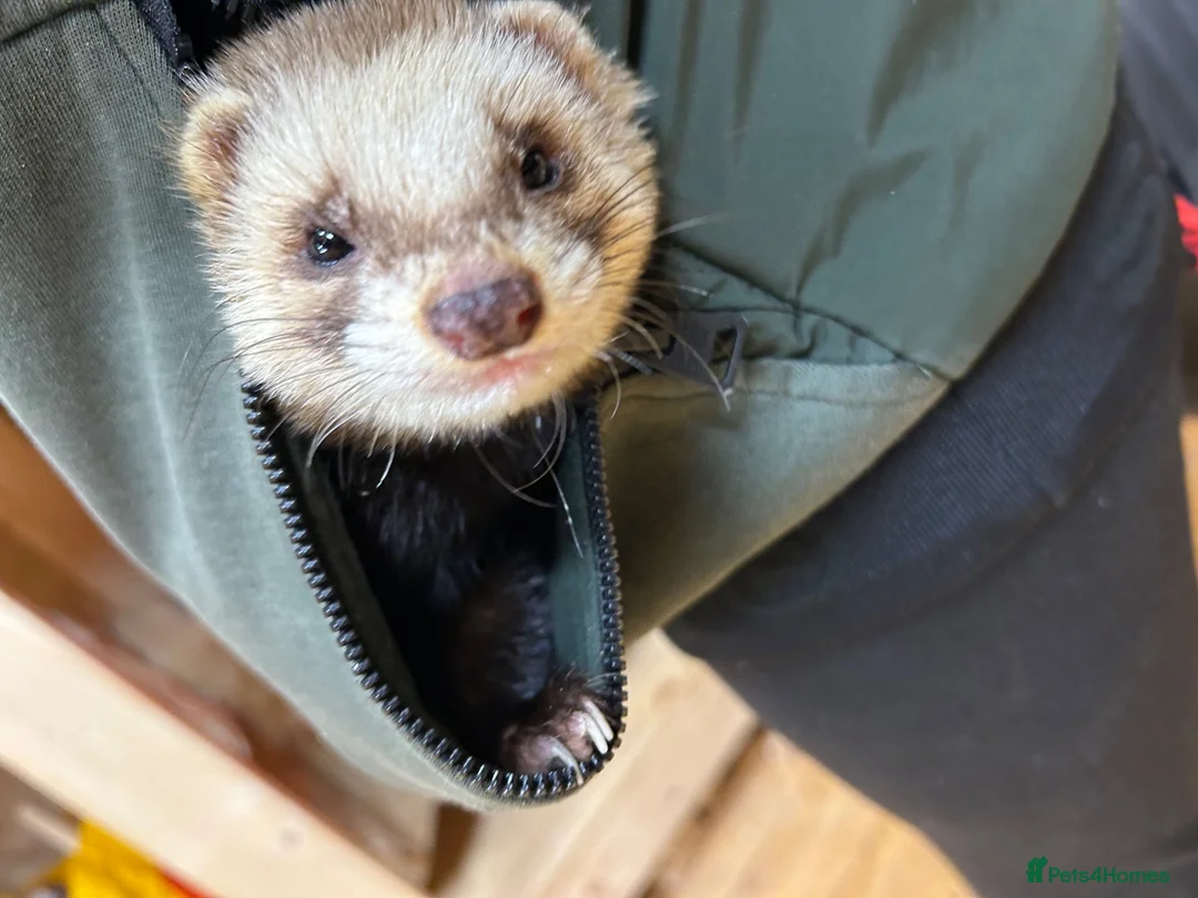 Ferret rodents for sale: Young male ferret - Advert 1