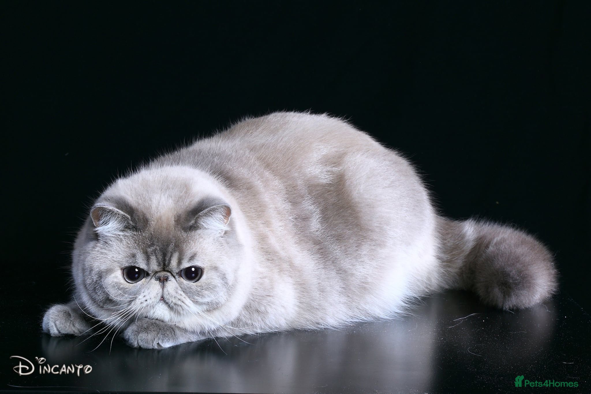 Exotic cats CFA Champion Imported Exotic Shorthair Stud - Advert 10