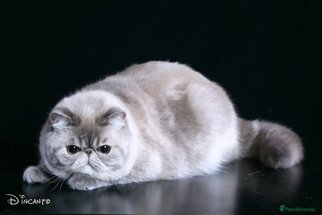 Exotic cats for stud: CFA Champion Imported Exotic Shorthair Stud - Advert 1