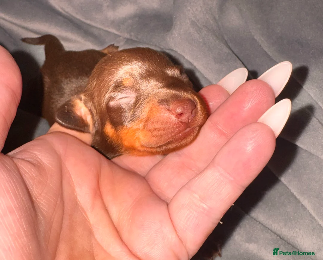 Miniature Dachshund dogs for sale: Because dachshund babies - Advert 26