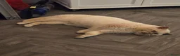 British Shorthair cats for sale: Active adult BSH cats  - Advert 15