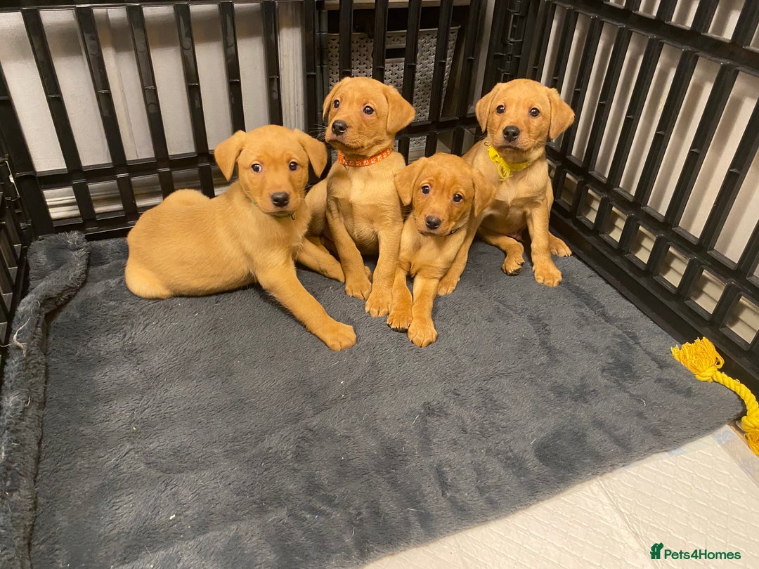 Labrador Retriever dogs for sale: KC Registered Labrador Male Pups READY NOW  - Advert 11