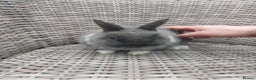 Netherland Dwarf rabbits for sale: Buck blue self look for forever homes  - Advert 5