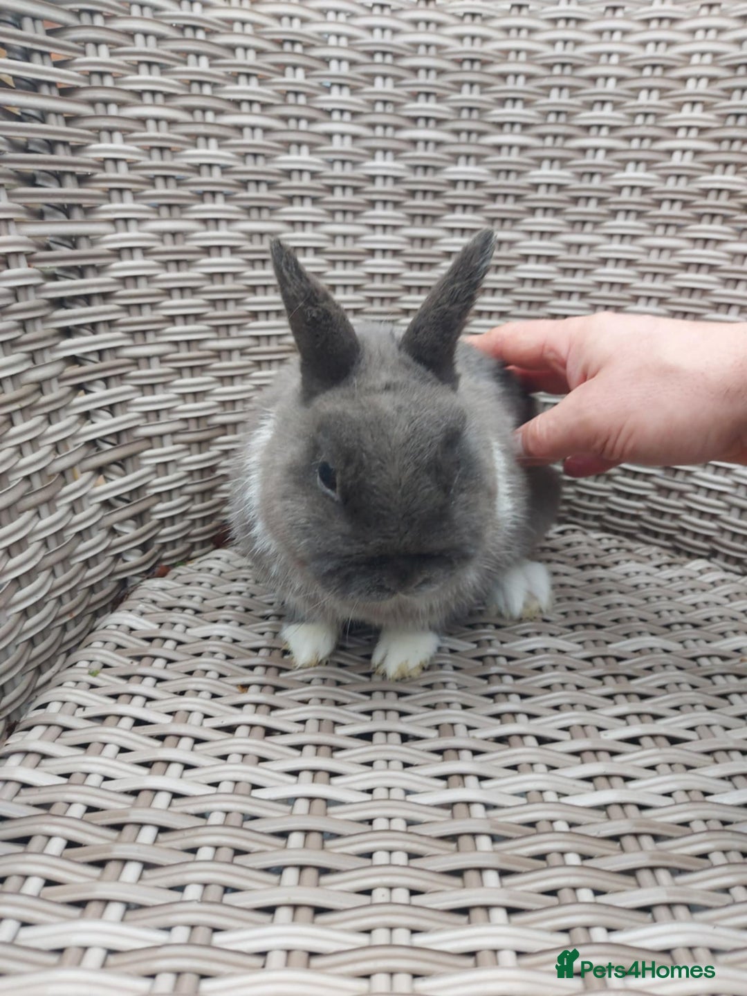 Netherland Dwarf rabbits for sale: Buck blue self look for forever homes  - Advert 5