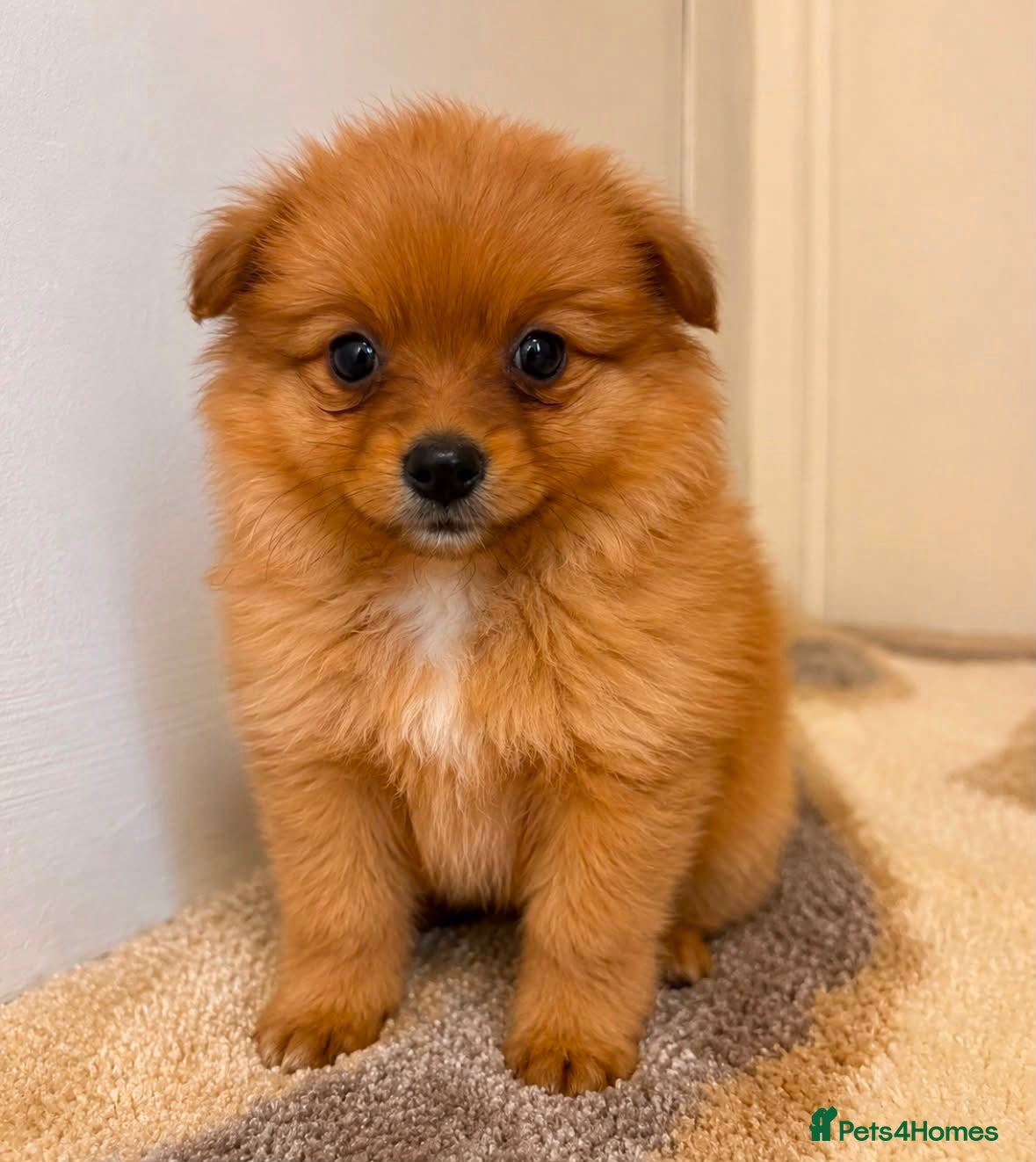 Pomeranian dogs Pomeranian puppies - Advert 4