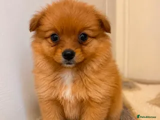 Pomeranian dogs Pomeranian puppies - Advert 4