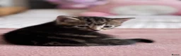 Mixed Breed cats for sale: 4 Beautiful Female Kittens Ready in August - Advert 14