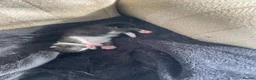 Domestic Shorthair cats for sale: Adorable kitten looking for his forever home  - Advert 4