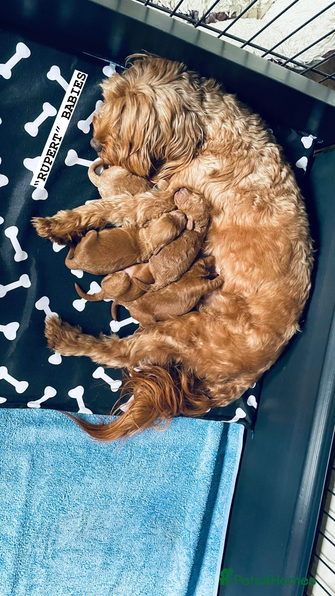 Poochon dogs for stud: KC RED TOY POODLE STUD - Advert 18