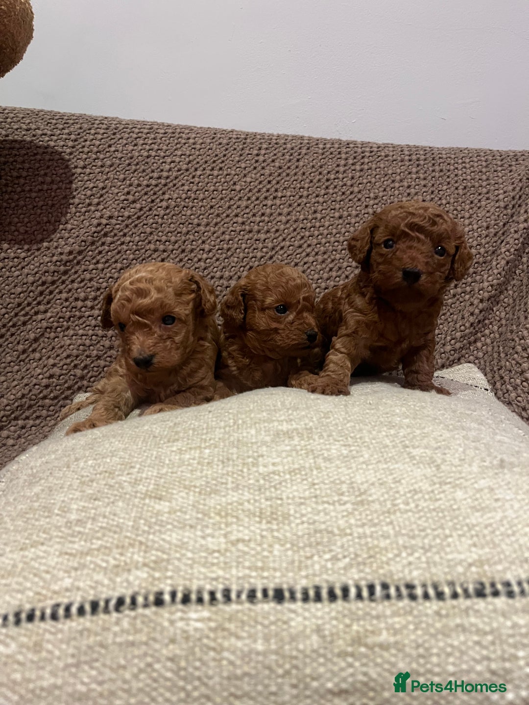Toy Poodle dogs for sale: Teddy bear red asian/toy poodle puppies 🧸  - Advert 28