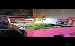 Tortoise reptiles for sale: Sulcata tortoise and set up - Image 9