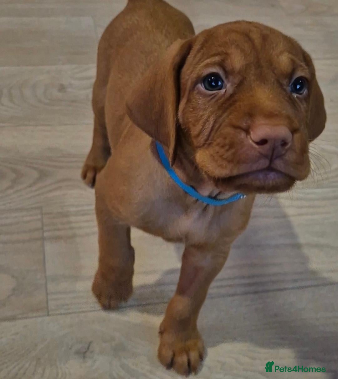 Hungarian Vizsla dogs for sale: Hungarian Wirehaired Vizsla - Advert 21