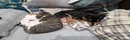 Domestic Shorthair cats for adoption: Bonded pair of wonderful cats in need of a home! - Advert 4