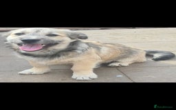 Mixed Breed dogs for adoption: STUMPY. 9kg small corgi type mix - Advert 1