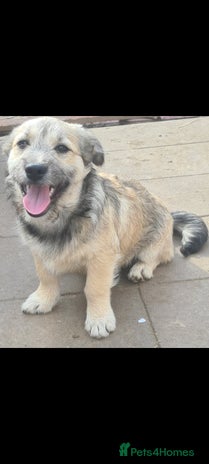 Mixed Breed dogs STUMPY. 9kg small corgi type mix - Advert 1