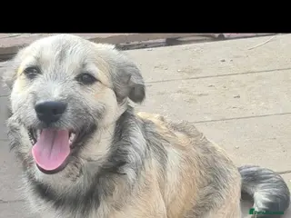 Mixed Breed dogs STUMPY. 9kg small corgi type mix - Advert 6