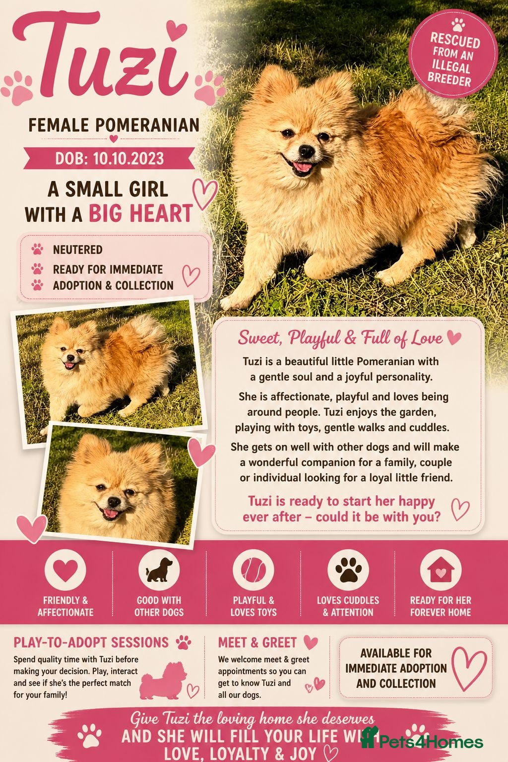 Pomeranian dogs 🐾 Tuzi – Female Pom Looking for aForever Home 🐾 - Advert 2