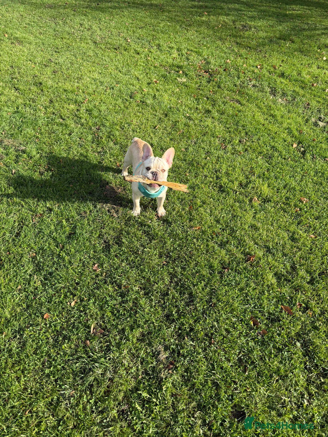 French Bulldog dogs for sale: French BullDog Boy - 7 Months Old  - Advert 8