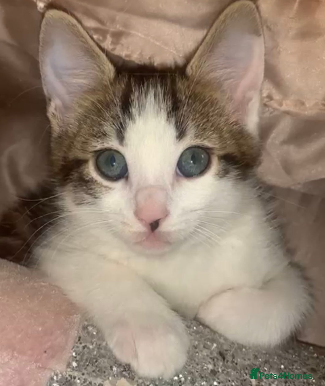 Bengal cats beautiful bengal kitten two left - Advert 5