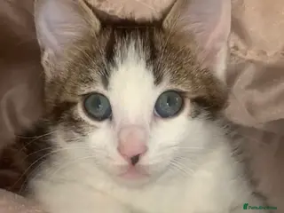 Bengal cats beautiful bengal kitten two left - Advert 15