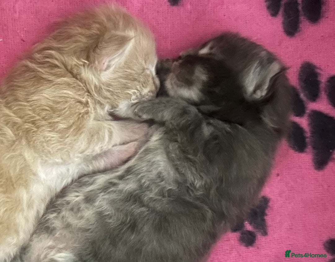 Maine Coon cats for sale: Main Coon  - Advert 2