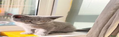 British Shorthair 4