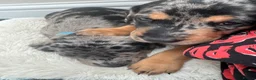 Mixed Breed dogs for sale: Doberman x Blue Merle border collie puppies in Sunderland - Advert 6